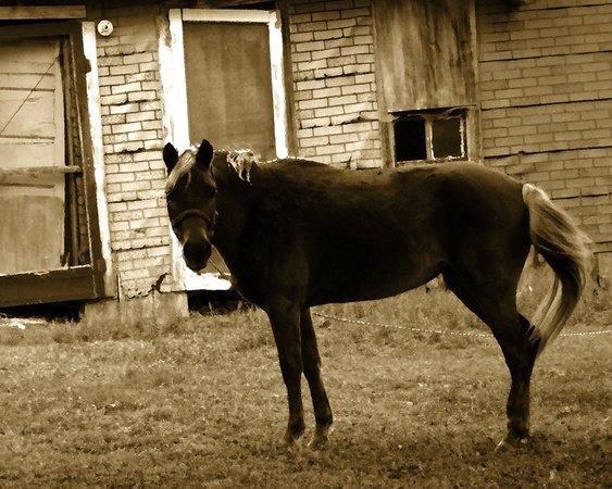 Horse, At An Old House_72dpi_Christopher Woods