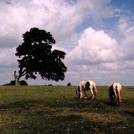 Two Horses On A Hill_300dpi_5x5_Square_Christopher Woods