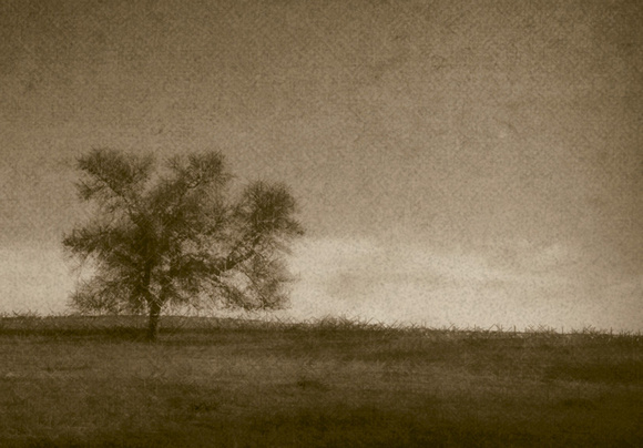 Solitary Tree On A Hill, December_sepia_300dpiChristopher Woods - Copy