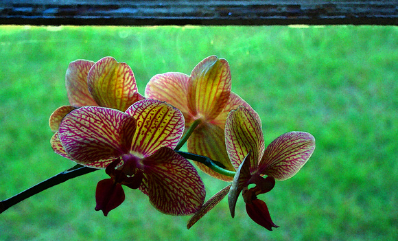 Orchid In The Window_72dpi_Christopher Woods