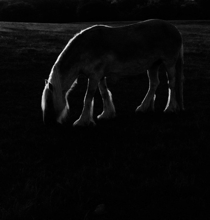 Dark Horse, Sunset_72dpi_Christopher Woods