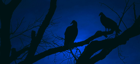 Night Birds_72dpi_Christopher Woods