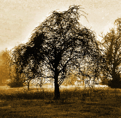 Winter Tree With Vines_(sepia)_72dpi_Christopher Woods