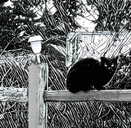 The Black Cat_300dpi_Christopher Woods