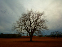 Hay Pasture, December_300dpi_Christopher Woods