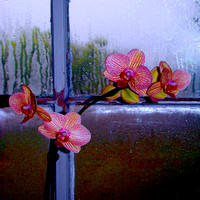 Orchids, Dew_Christopher Woods